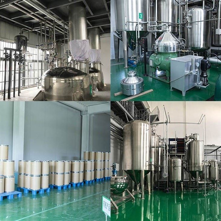 Dried Spinach Powder factory